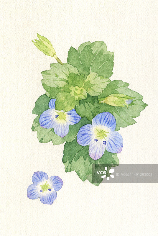 水彩阿拉伯婆婆纳图片素材