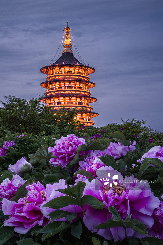 洛阳天堂塔牡丹花图片素材