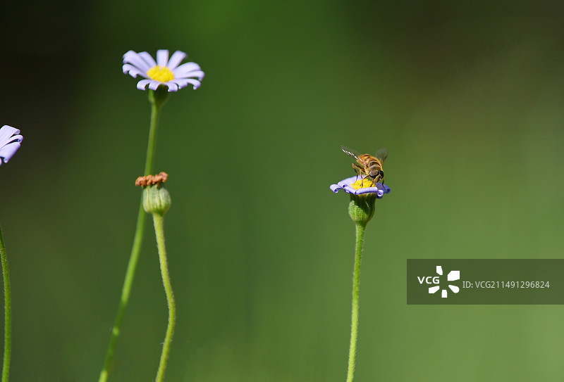 一只小蜜蜂图片素材