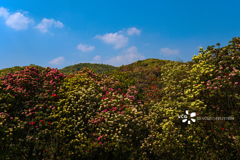 百里杜鹃景区，地球彩带，国家五A级景区，中国贵州毕节大方百里杜鹃景区，索玛花桥，万花楼，金坡景区，图片素材