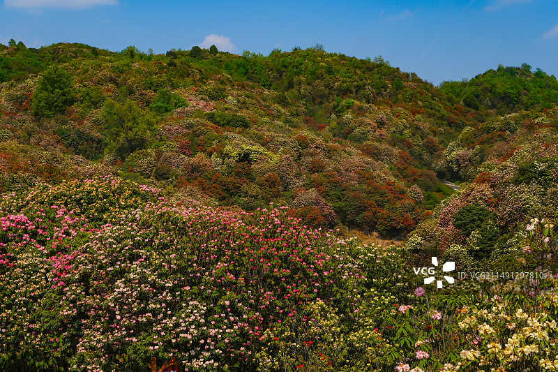 百里杜鹃景区，地球彩带，国家五A级景区，中国贵州毕节大方百里杜鹃景区，索玛花桥，万花楼，金坡景区，图片素材
