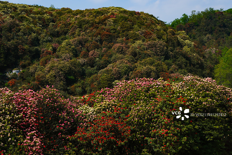 百里杜鹃景区，地球彩带，国家五A级景区，中国贵州毕节大方百里杜鹃景区，索玛花桥，万花楼，金坡景区，图片素材