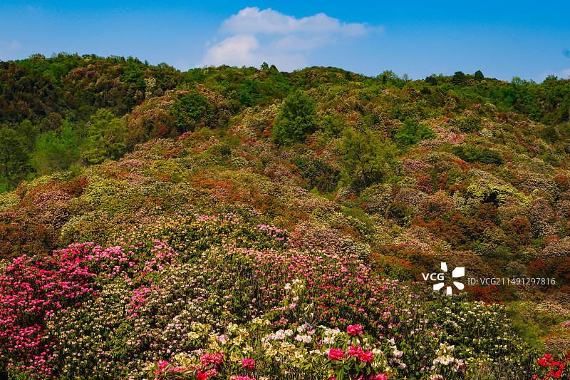 百里杜鹃景区，地球彩带，国家五A级景区，中国贵州毕节大方百里杜鹃景区，索玛花桥，万花楼，金坡景区，图片素材