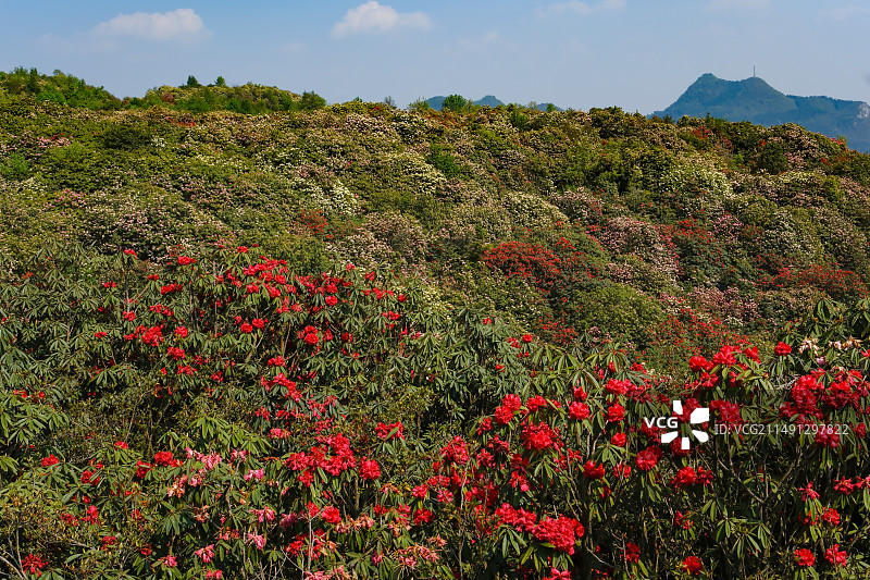 百里杜鹃景区，地球彩带，国家五A级景区，中国贵州毕节大方百里杜鹃景区，索玛花桥，万花楼，金坡景区，图片素材