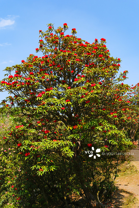 百里杜鹃景区，地球彩带，国家五A级景区，中国贵州毕节大方百里杜鹃景区，索玛花桥，万花楼，金坡景区，图片素材