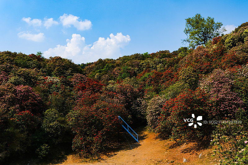 百里杜鹃景区，地球彩带，国家五A级景区，中国贵州毕节大方百里杜鹃景区，索玛花桥，万花楼，金坡景区，图片素材
