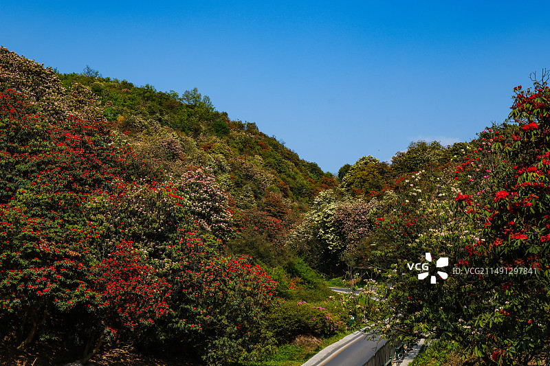百里杜鹃景区，地球彩带，国家五A级景区，中国贵州毕节大方百里杜鹃景区，索玛花桥，万花楼，金坡景区，图片素材