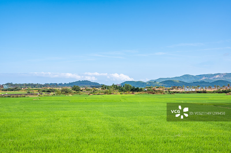 乡村纯蓝色天空和碧绿的田地图片素材