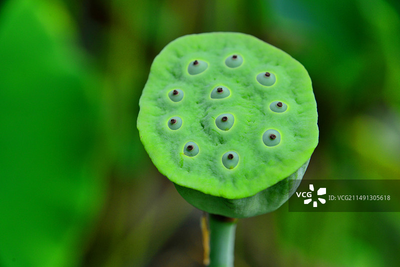 户外盛开的粉红荷花莲子特写，新都桂湖公园，成都周边夏季观赏荷花最佳目的地之一图片素材