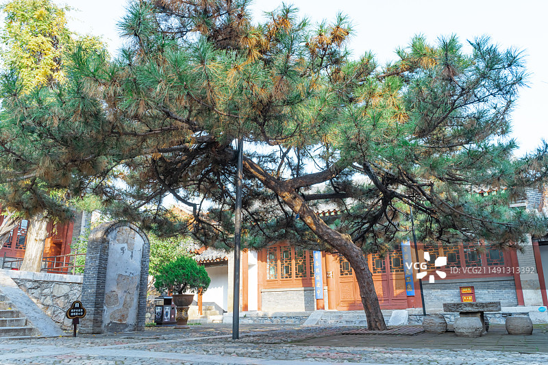 中国山东泰安著名景点泰山旅行旅游目的地，泰山第一行宫岱庙，东御座的李斯石碑和松树，户外白昼无人图像图片素材