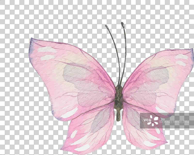 手绘紫色蝴蝶水彩图片素材