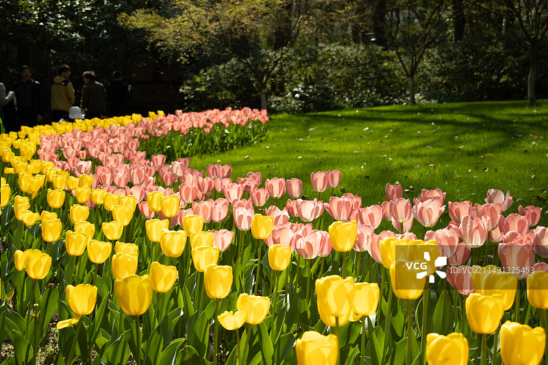 太子湾公园里盛开的郁金香特写镜头图片素材