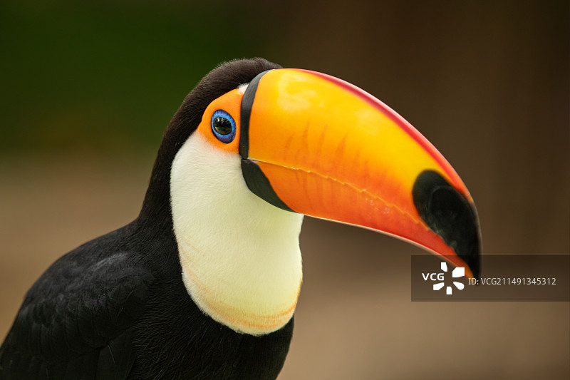 巨嘴鸟图片素材