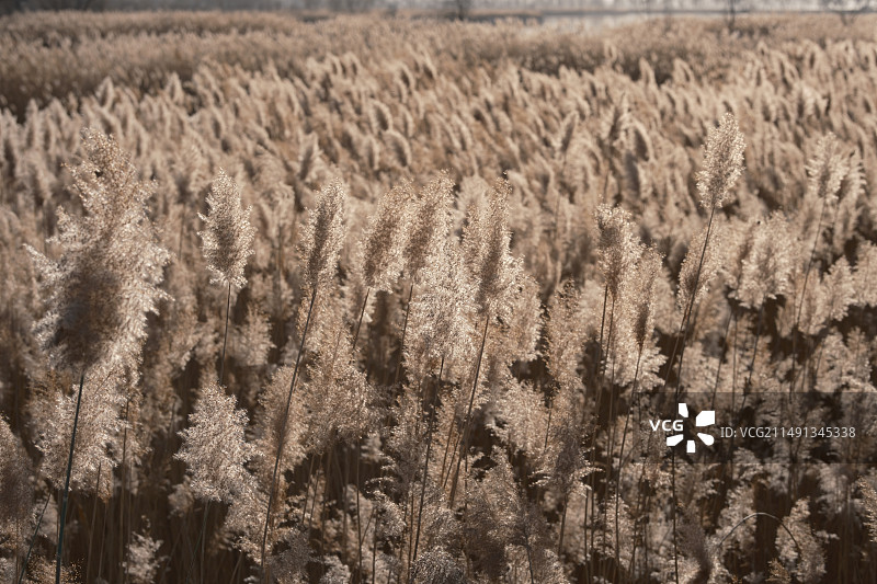 秋季芦苇全帧拍摄图片素材