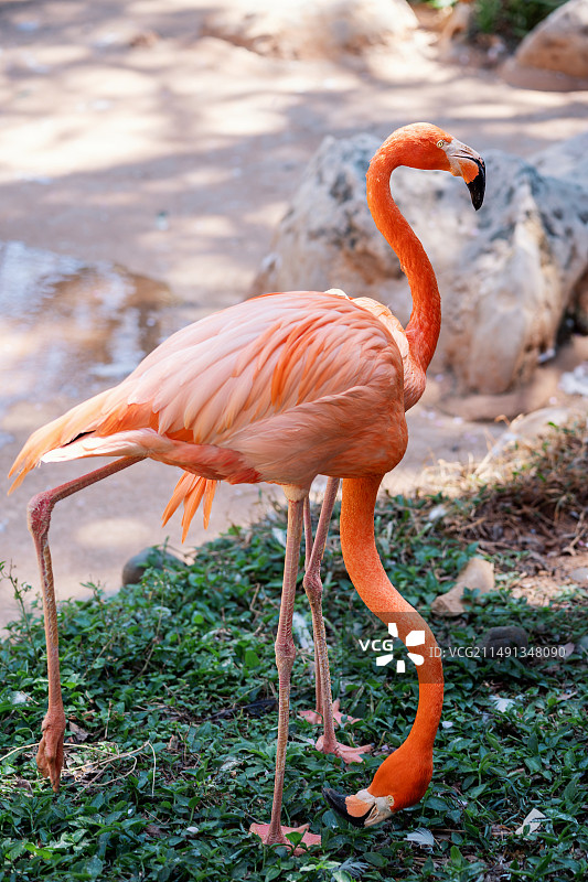 站在陆地上的火烈鸟特写镜头图片素材