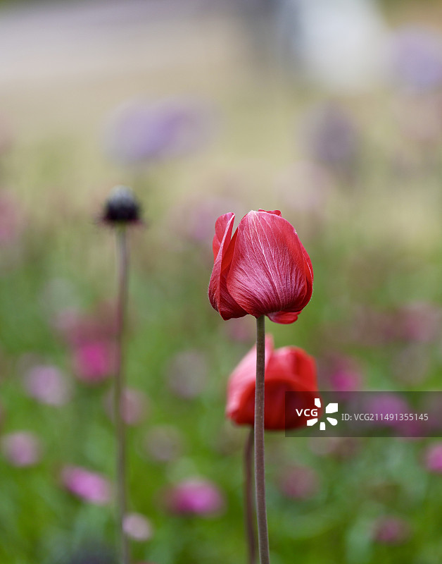 成都温江惠美花境含苞待放的虞美人图片素材