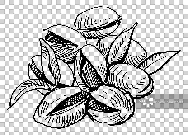 美味健康的开心果素描图片素材
