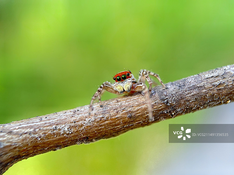 枝条上蜘蛛的特写镜头图片素材