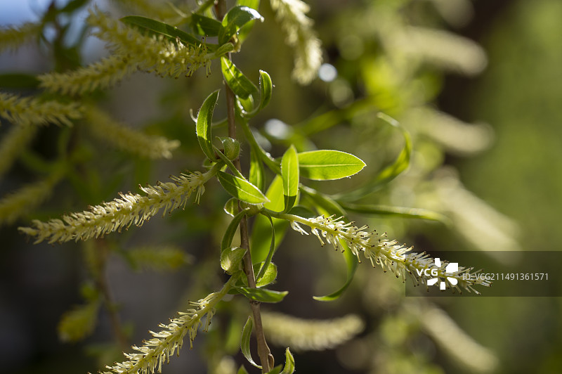 植物在野外生长的特写镜头，春季柳树新芽特写镜头，春季柳枝图片素材