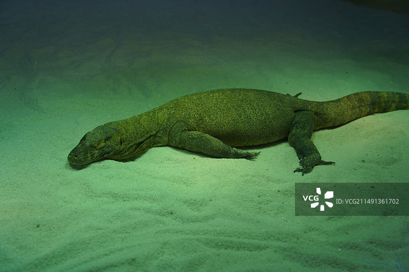 广州长隆野生动物世界图片素材