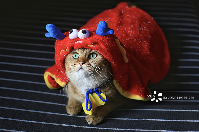 金渐层猫龙年装扮图片素材