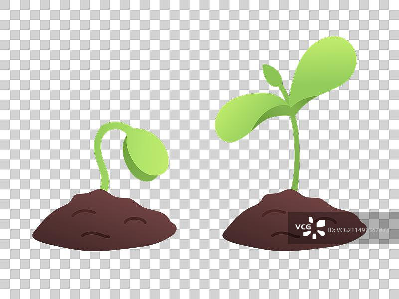 植物生长阶段发芽扁平风格图片素材