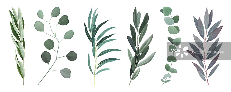 逼真的桉树枝套装图片素材