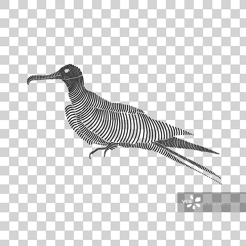 军舰鸟简笔线条画1图片素材