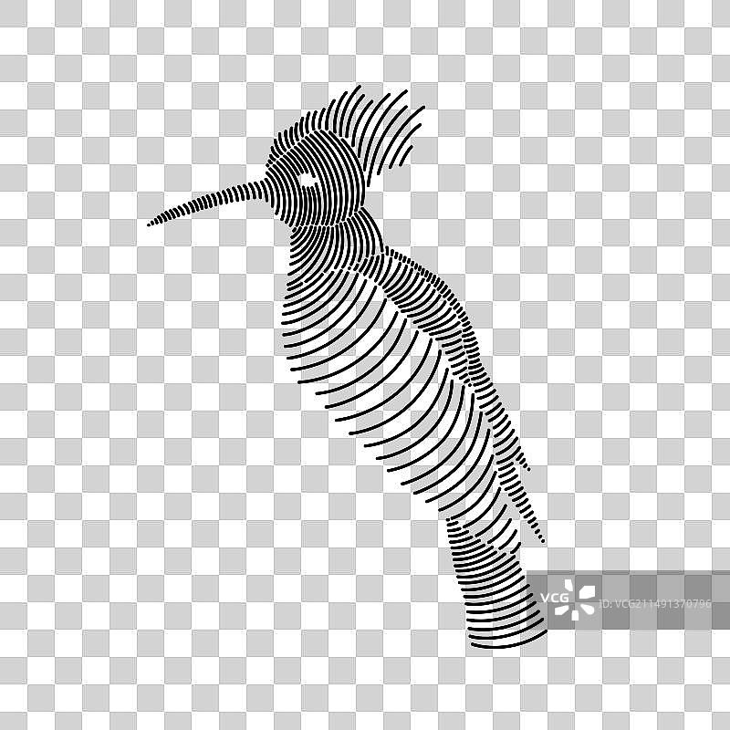 戴胜鸟简笔画图片素材