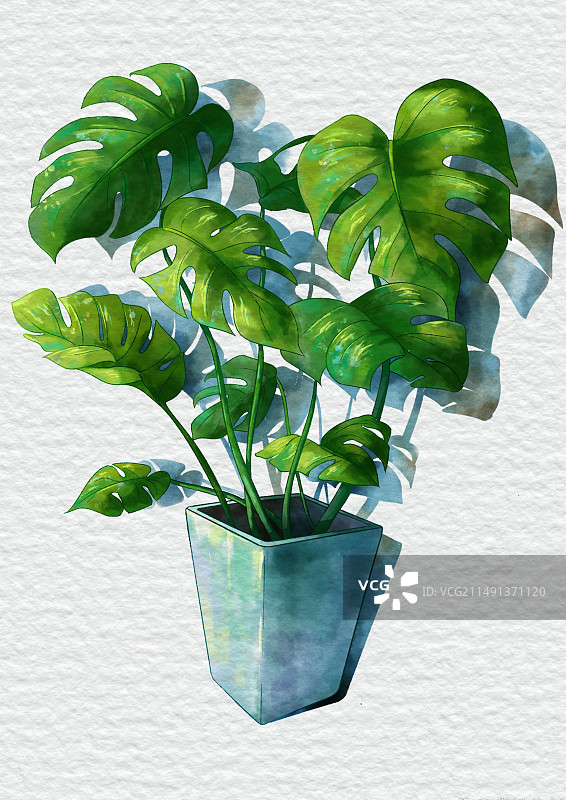 水彩盆栽龟背竹图片素材