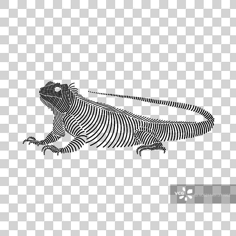 简约线稿鬣蜥2图片素材