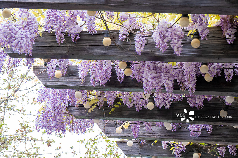 北京蓝色港湾紫藤图片素材