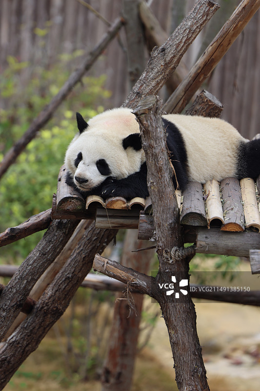 大熊猫黑白分明的毛色非常优雅又可爱，配上胖乎乎的身体，简直是大自然中最萌的动物。图片素材