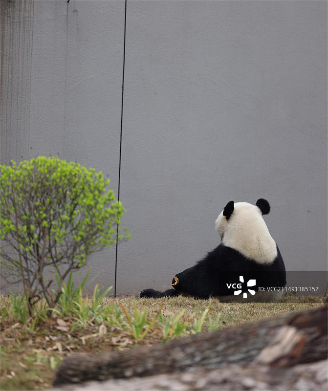 大熊猫黑白分明的毛色非常优雅又可爱，配上胖乎乎的身体，简直是大自然中最萌的动物。图片素材