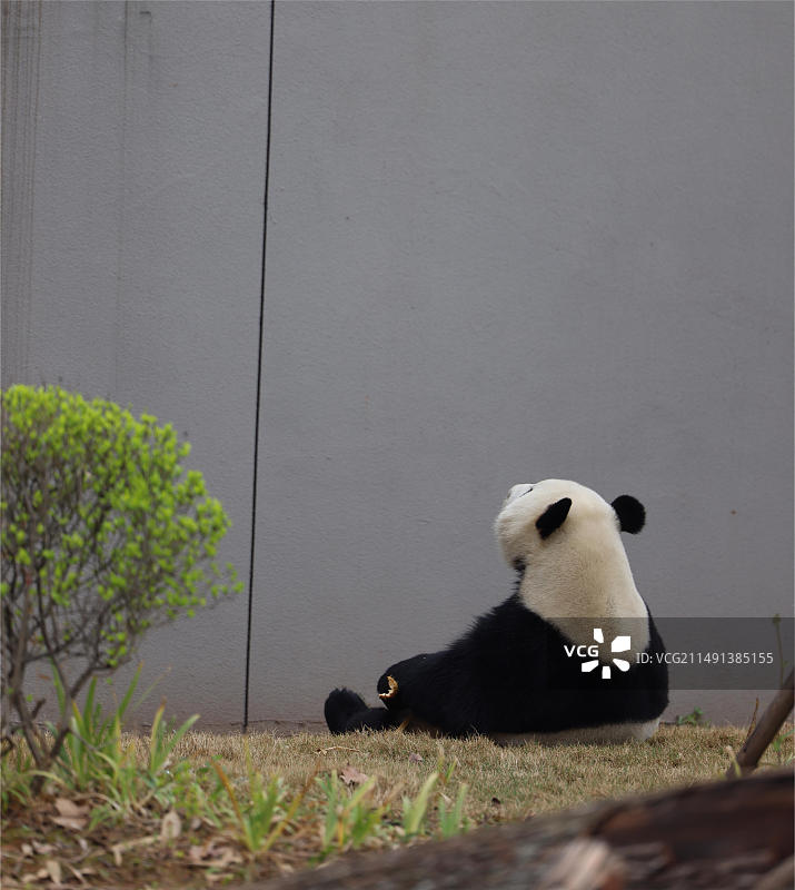 大熊猫黑白分明的毛色非常优雅又可爱，配上胖乎乎的身体，简直是大自然中最萌的动物。图片素材