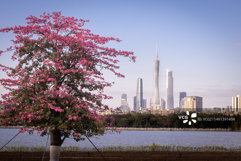 粉色的广州图片素材