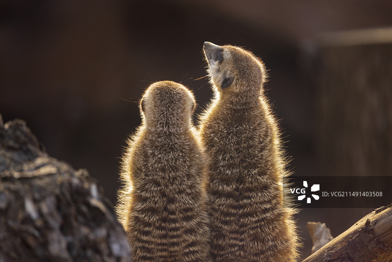 武汉动物园里的细尾獴图片素材