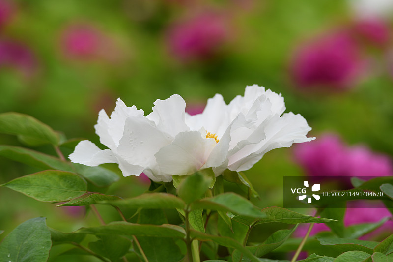 白牡丹图片素材