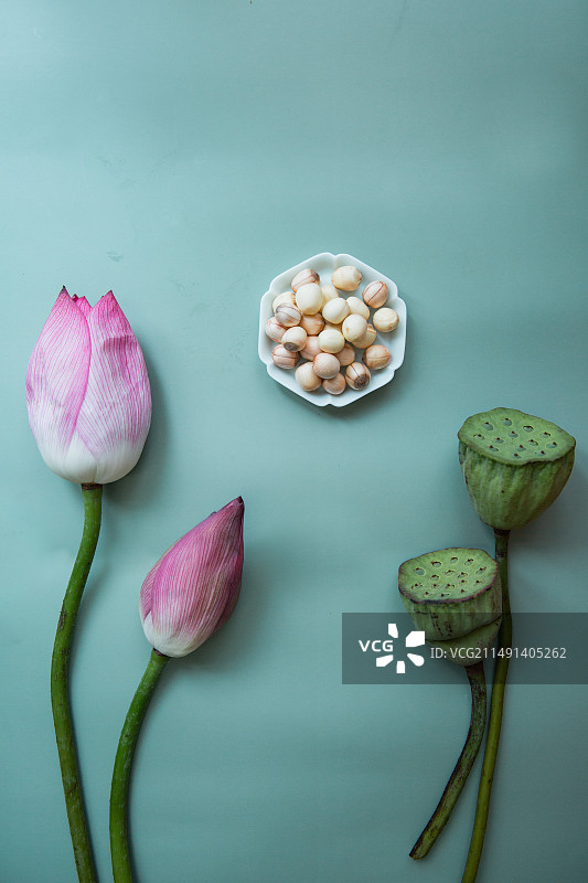 绿色背景下的荷花和莲子摆拍图片素材