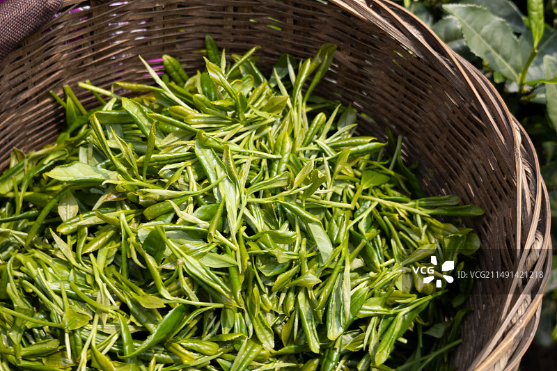 竹篮子里新鲜采摘春茶明前茶茶叶嫩芽图片素材