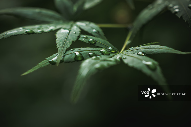 雨季湿植物叶片特写图片素材