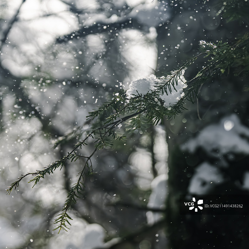 雪中松树特写图片素材