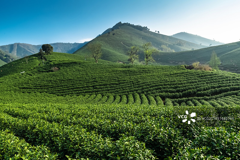 浙江安吉，春天的茶园风光图片素材