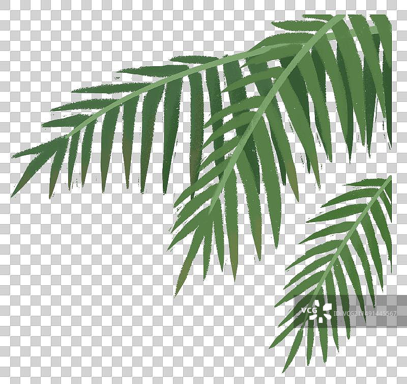 椰子树叶图片素材