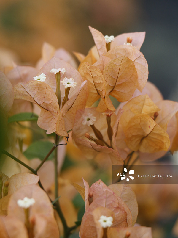 厦门香槟色三角梅图片素材