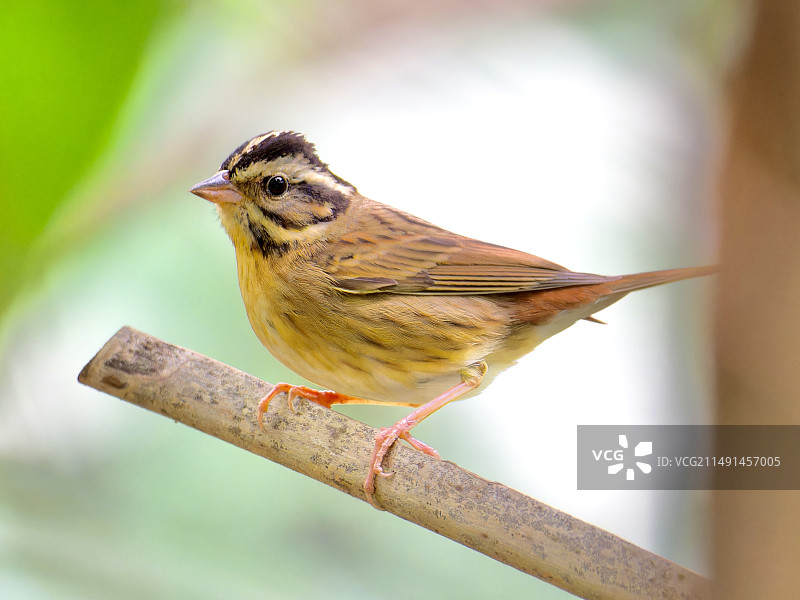 白眉鹀图片素材