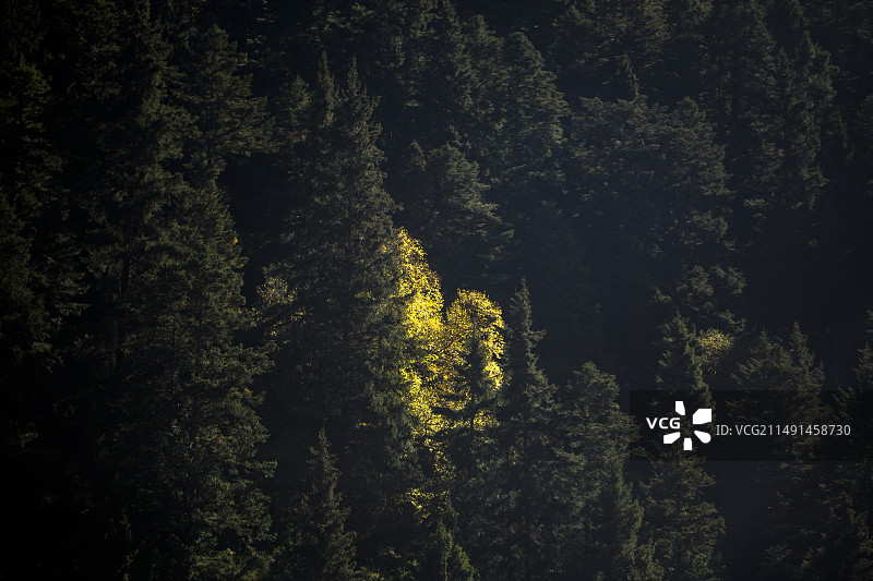 原始森林图片素材