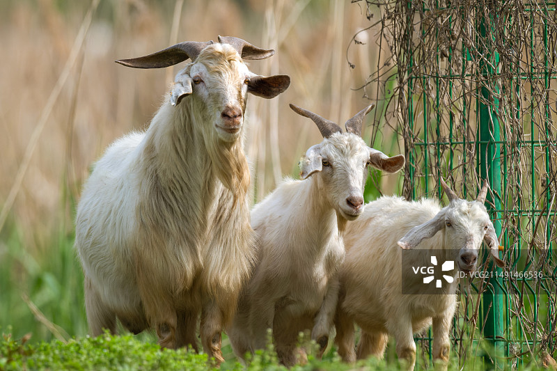 瞧·山羊一家子图片素材
