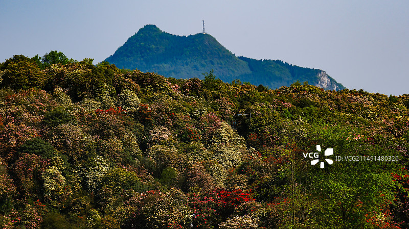 百里杜鹃景区，地球彩带，国家五A级景区，中国贵州毕节大方百里杜鹃景区，杜鹃花海，百里杜鹃金坡景区图片素材