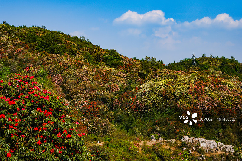 百里杜鹃景区，地球彩带，国家五A级景区，中国贵州毕节大方百里杜鹃景区，杜鹃花海，百里杜鹃金坡景区图片素材